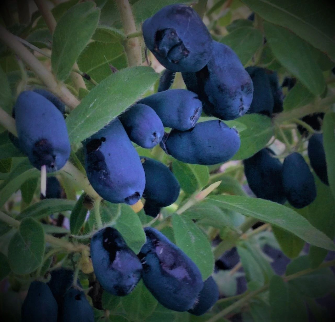 Haskap Berries, UPick Bokey Blooms Farms Inc St. Albert, Alberta